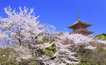 Spring: Hanami (cherry blossom viewing)