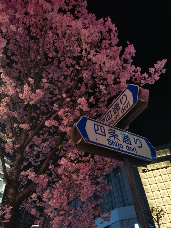 春・河原町四条の桜