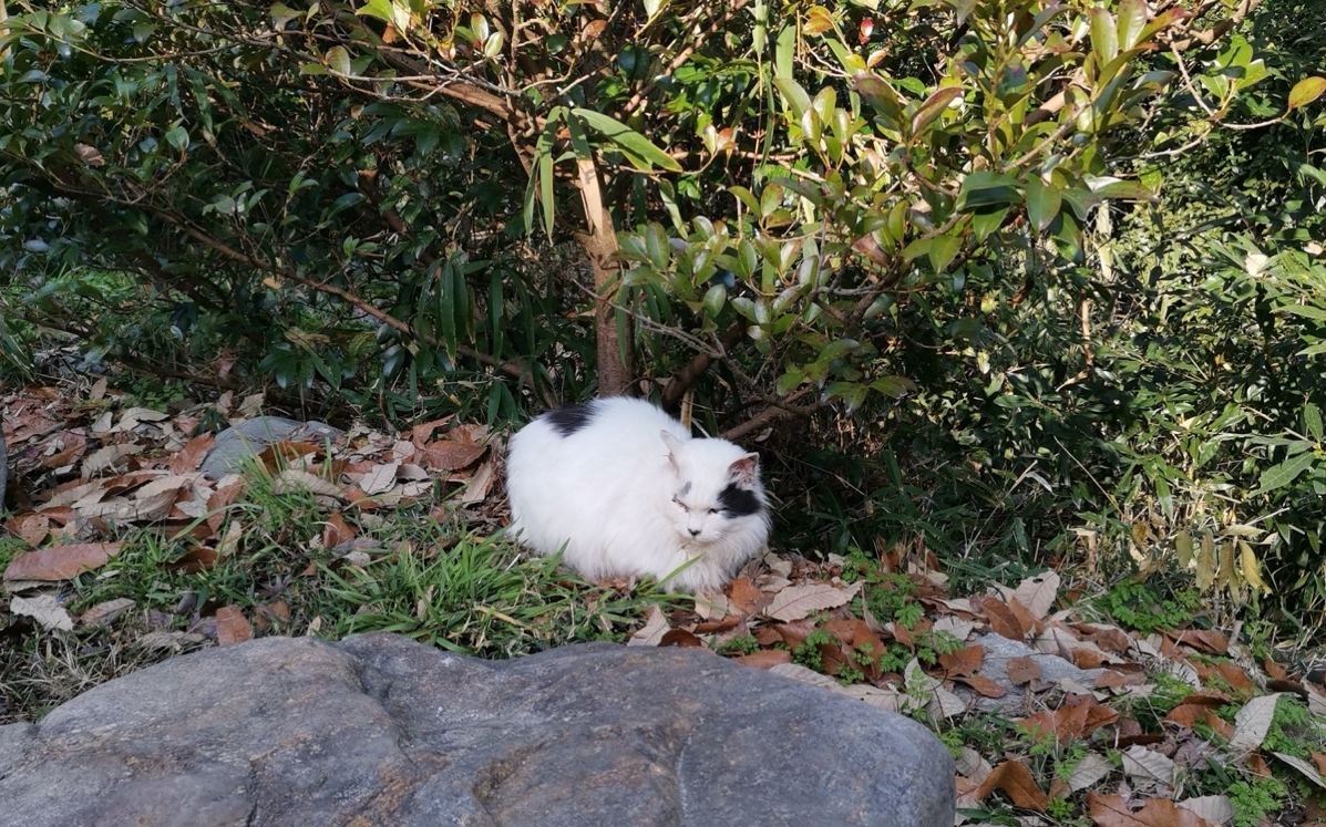 伏見稲荷神社の猫